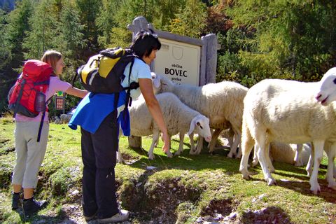 Schafe als Wegbegleiter in Bovec