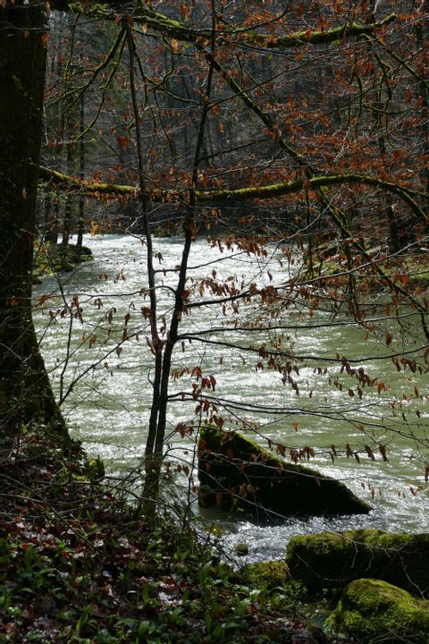 Sicht auf die Thur im Wald mit einem grösseren Stein im Flussbeet