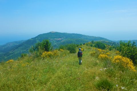 Wanderwege mitten durch die blühende Flora des Cilento