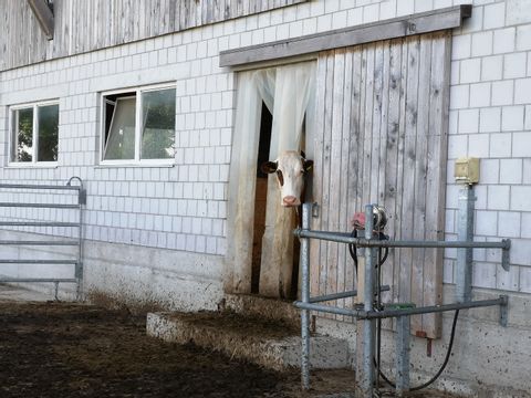 Eine Kuh schaut aus der Tür des Stalles hinaus. Es ist ein moderner Stall mit hellem Sichtmauerwerk.