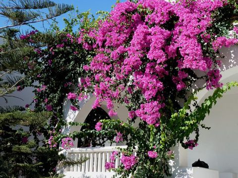 Frühlingsblumen auf Santorini