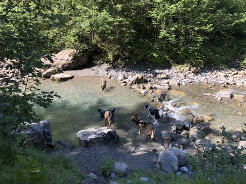 Mehrere Hunde baden im kühlen Nass eines blauen Flussbettes. Der Fluss ist gesäumt von weissen Steinen. 