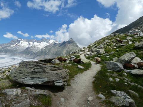 Wanderweg des Aletsch-Panormawegs mit Blick auf den Aletsch-Gletscher. Wanderfieren Eurotrek. 