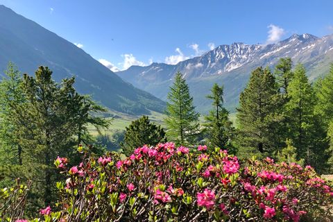 Alpenblumen Schnalstal