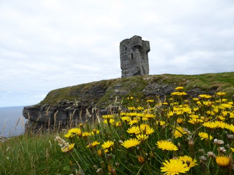 Die Ruine eines Burgturmes hinter einer mit Löwenzahn blühender Wiese.
