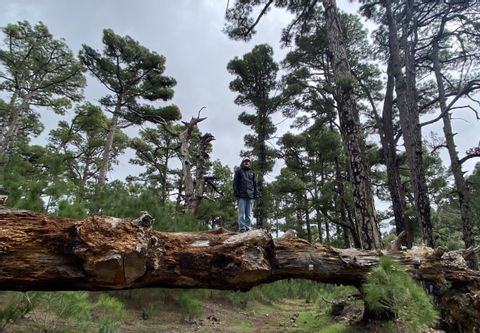 Andrin steht im Pinienwald auf einem riesigen Baumstamm. 