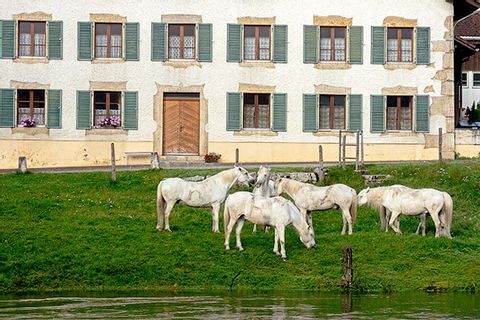 Mehrere Pferden grasen auf einer kleinen Wiese in Soubey.
