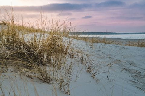 Ein Büschel Gras in weissem Sand am Meer der Ostsee. 