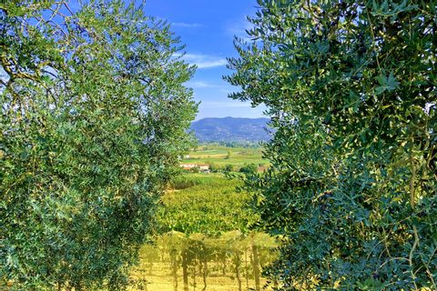 View over an olive grove near Vinci