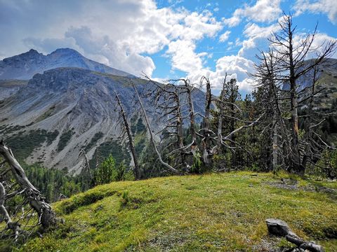Mehrere tote Bäume stehen auf einem kleinen Hügel vor einer spektakulären Berglandschaft im Schweizerischen Nationalpark.