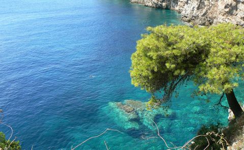 Nadelbaum im Felsen, der über türkisfarbenem Meerwasser thront<br/>