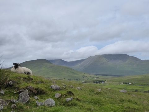 Schaf auf einer Wiese. Irlands Western-Way. Wanderferien mit Eurotrek.