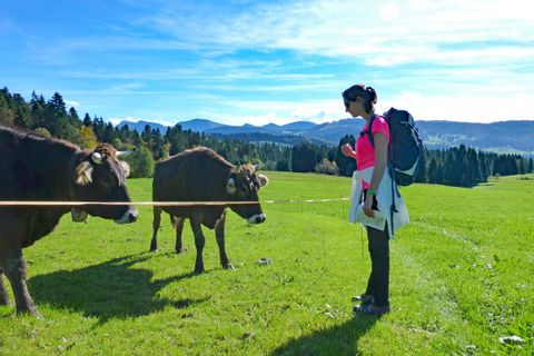 Kühe im Bregenzerwald
