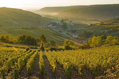 Hiking in the wine region Burgund