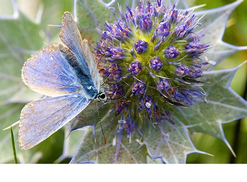 Gemeiner blauer Schmetterling in Cornwall.