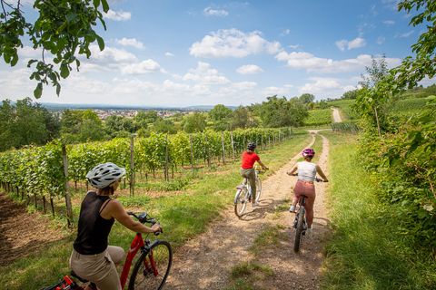 3 cyclists ride on a country lane between vines. 