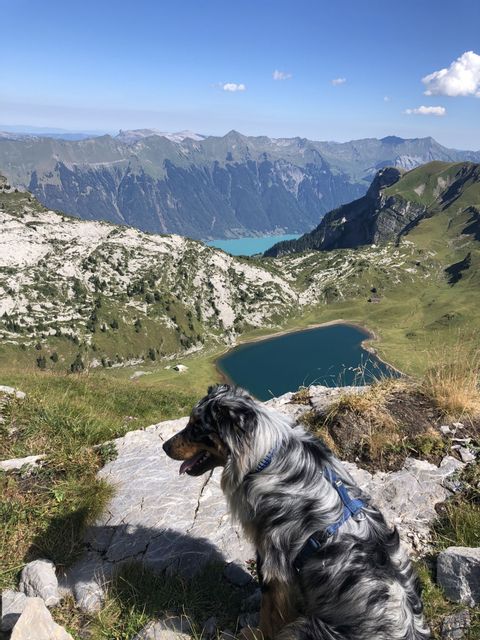 Ein Hund steht auf einem Stein vor einem Bergsee. Der Bergsee erscheint dunkel, während im Hintergrund ein weiterer hellblauer See zwischen den Bergen zu sehen ist. 