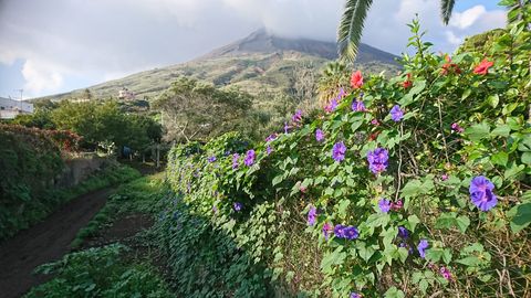 Einzigartige Blumenwelt auf der Insel Stromboli. Im Hintergrund befindet sich der Vulkan Stromboli.