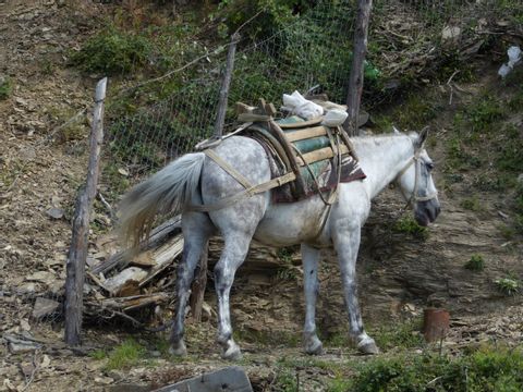 Ein weisses Pferd mit einem altertümlichen Sattel, macht Pause am Waldrand.