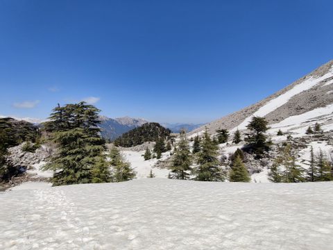 Berglandschaft mit Schnee überdeckt und grünen Bäumen 