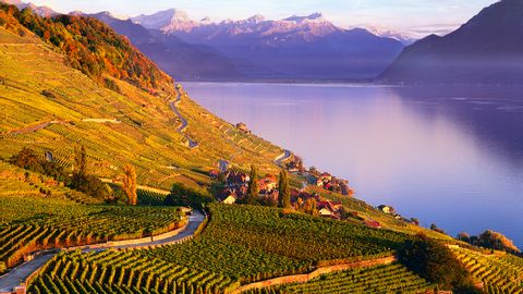 Marvellous vineyards at sunset in Lavaux.