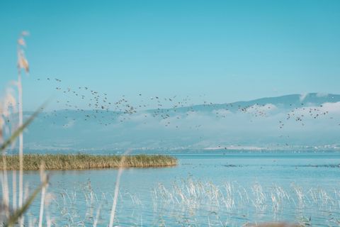 Enten fliegen über dem See im Grande Caricaie Naturpark. 