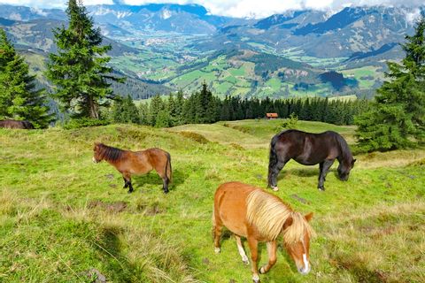 Pferde auf den Pinzgauer Grasbergen