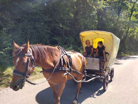 Planwagengespann auf Eurotreks Tour durch den Jura.