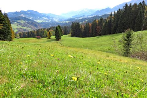 Blumenwiese im Bregenzerwald