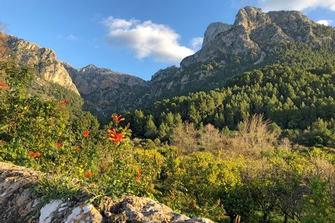 Colorful nature on Mallorca's hiking trails