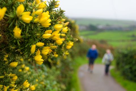 Gelbe Blütenpracht in Zennor Cornwall.