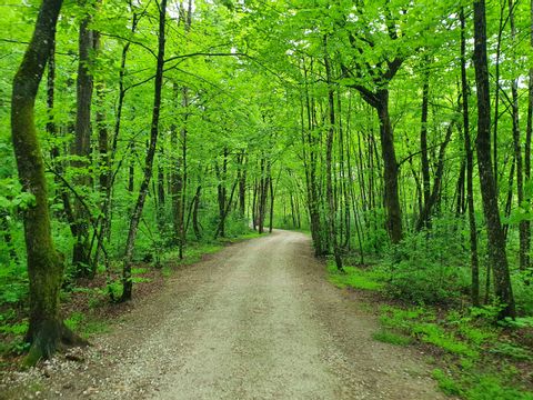 Ein Weg in mitten von grünen Wäldern, die Bäume leuchten saftig. Der Weg führt nach Ponte Brolla. 