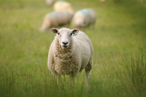 Schafe bei der Wandertour Connemara & Burren
