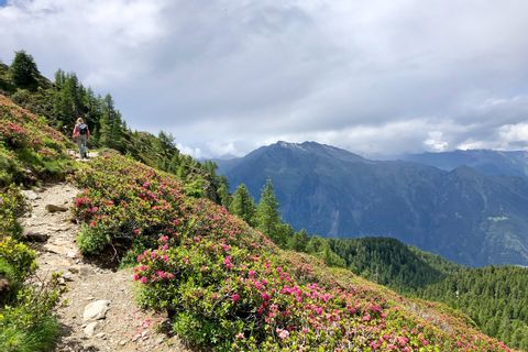 Blossoming alpine rush by the wayside with views of the South Tyrolean mountains