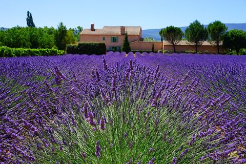 Ein Ferienhaus vor einem Feld mit blühendem Lavendel