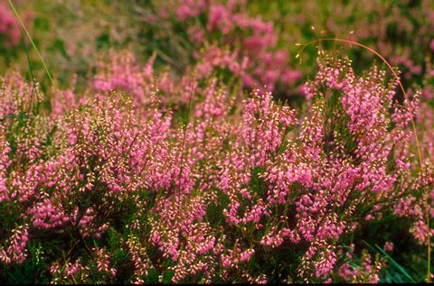 Moorland flowers at the hiking trail in Scotland
