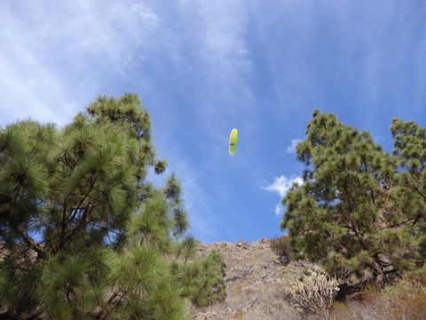 Ein Paraglider zwischen Tannenbäumen unter strahlend blauem Himmel.