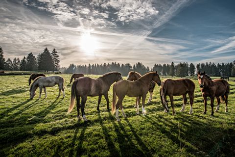Un troupeau de chevaux se tient dans un pâturage sur le Trans Swiss Trail de Porrentruy à Neuchâtel.