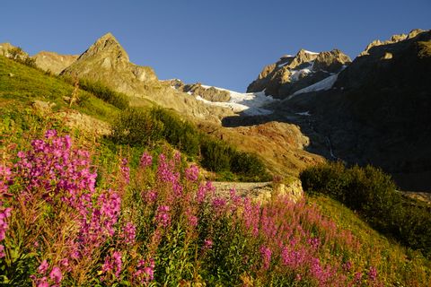 Ein wunderschönes Bergpanorama mit blühenden Blumen in der Wiese. Tour Mont Blanc West. Wanderferien mit Eurotrek.