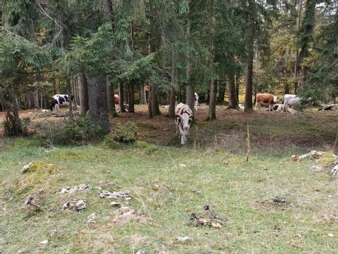 Kühe ruhen im Wald nahe einer Picknickstelle. 