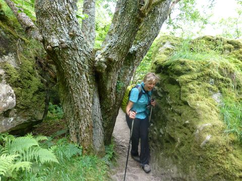 Wanderin auf engem Waldweg auf dem West-Highland Way. Wanderferien mit Eurotrek.