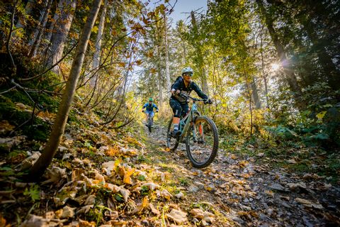 Mountain biker in the forest. Active vacations with Eurotrek.
