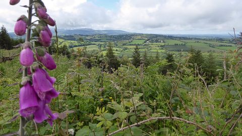 Une fleur pousse sur une hauteur avec de vastes forêts et pâturages en arrière-plan sur le Wicklow Way en Irlande.