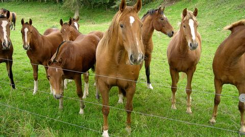 Eine Herde mit braunen Pferden auf einem eingezäunten Weideland. Alle Pferde haben einen weissen Fleck auf der Nase. Die einen grösser, die anderen kleiner.