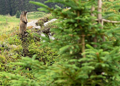 Marmotte dans la forêt de Bödmeren. Ces petits animaux mignons sont habitués aux touristes. C'est pourquoi on a plus souvent la chance d'en voir une.