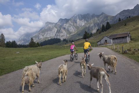 Zwei Mountainbiker fahren einen Berg hinunter auf der Panorama Bike Tour in der Ostschweiz. Hinter ihnen sind fünf Ziegen. 