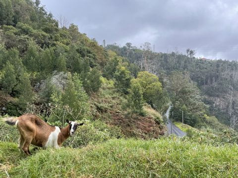 Ziegenbesuch auf Madeira