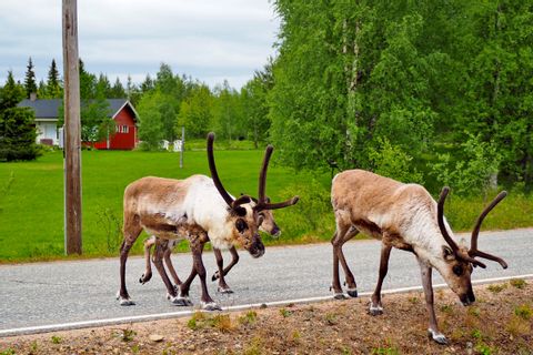 Reindeer on the hiking trail through Äkäslompolo