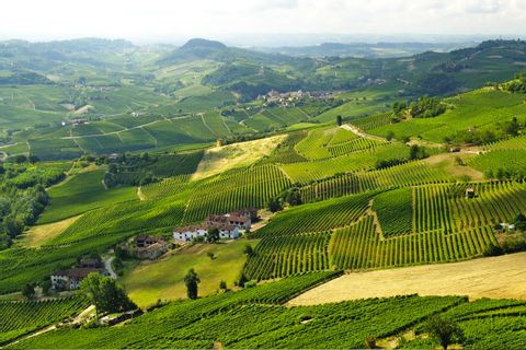 Weinberge in der Region Lange Monferrato Roero 