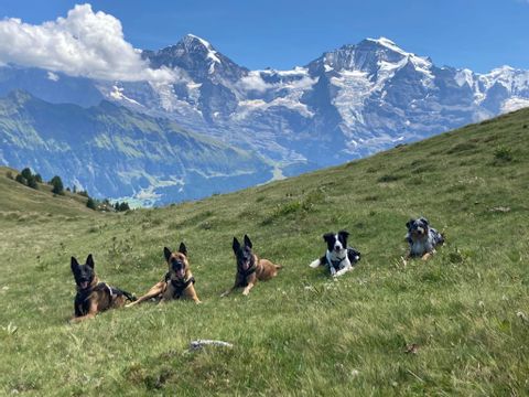 5 Hunde posieren auf einer Wiese mit einem wunderschönen Bergpanorama im Hintergrund. 